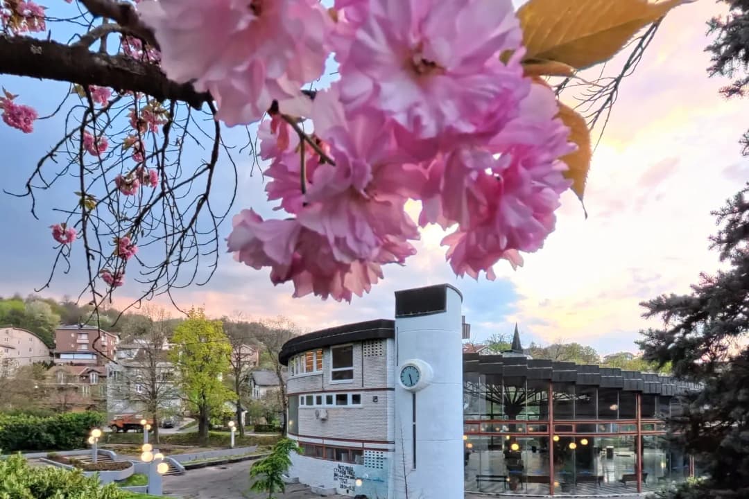 Procvetala sakura u banjskom parku Vrnjačke Banje u predvečerje